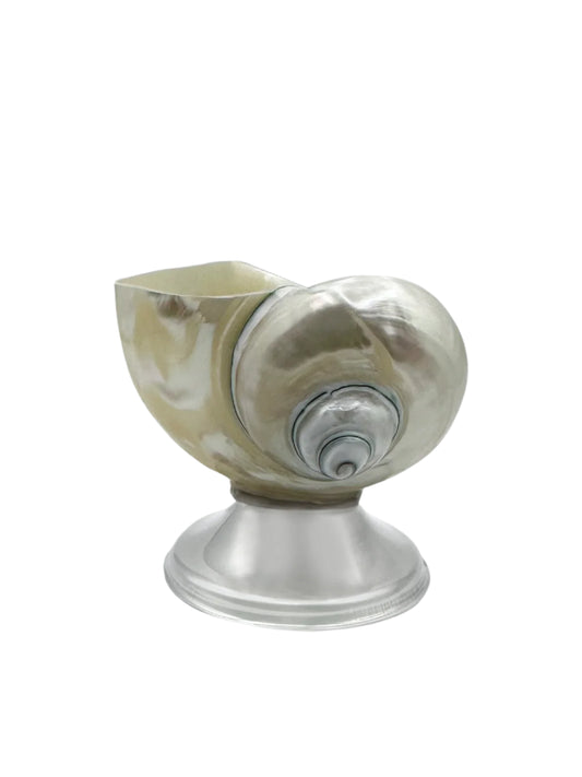 Shell décor bowl