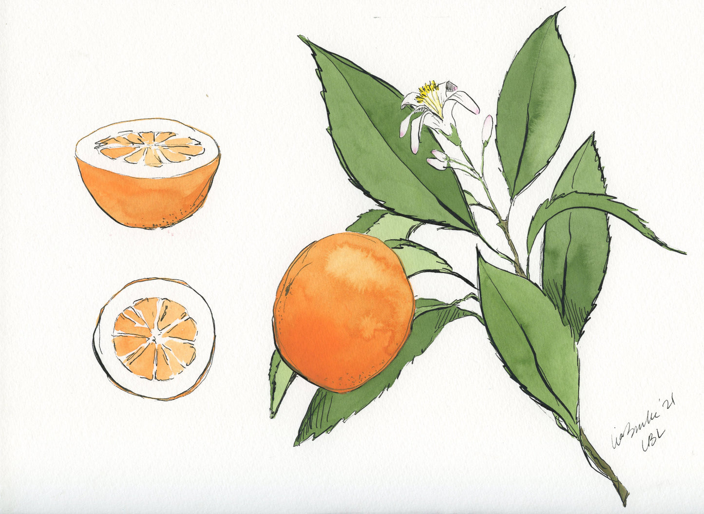 Citrus (Set of 6)