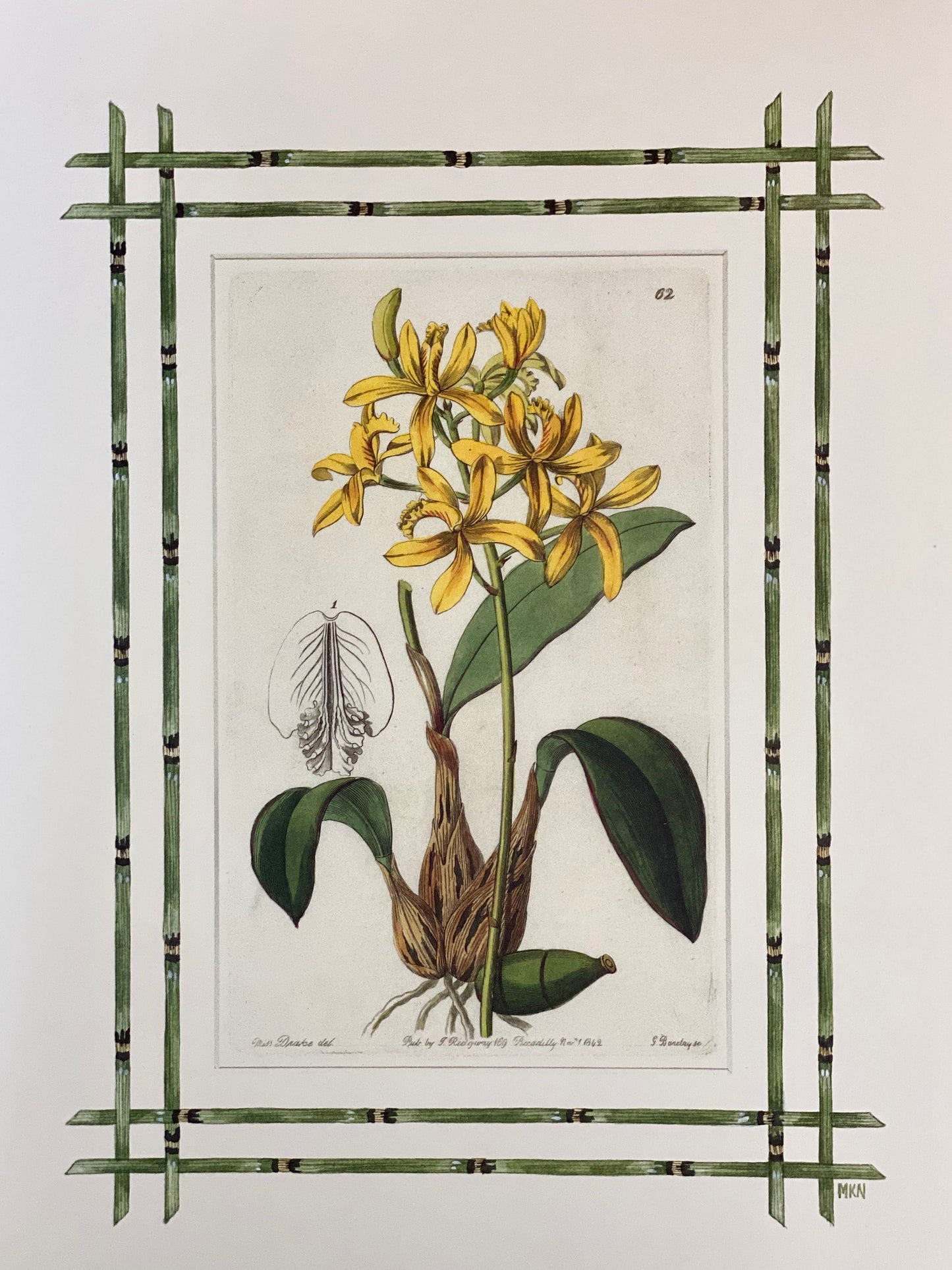 Set of 4 Orchid antique prints with hand-painted bamboo borders