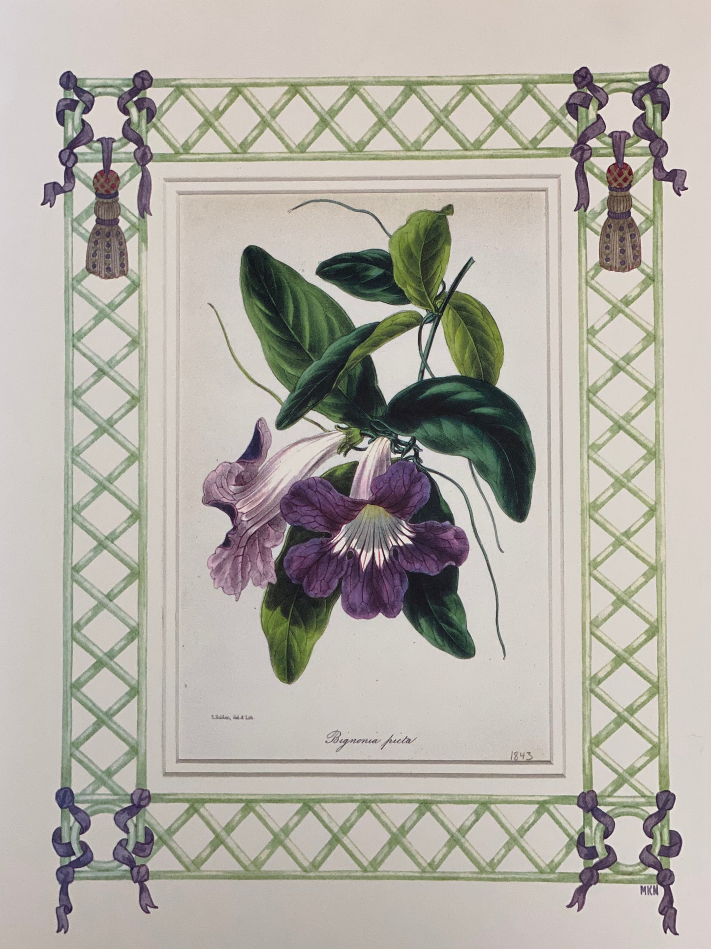 Begonia antique print with hand-painted lattice border
