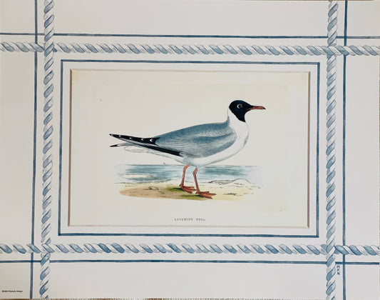 Set of 4 Seagull antique print with hand-painted border