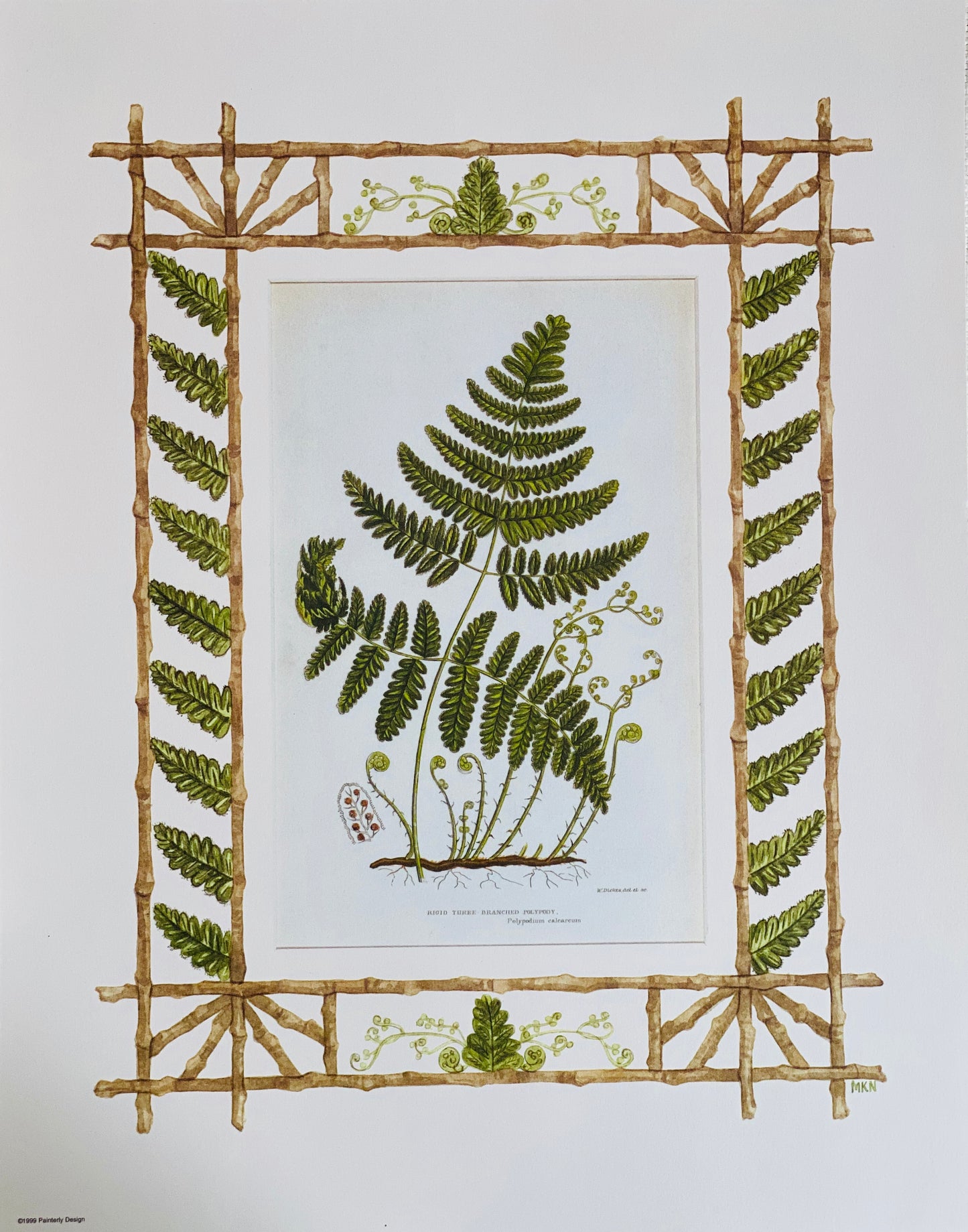 Set of 4 Fern antique prints with hand-painted borders