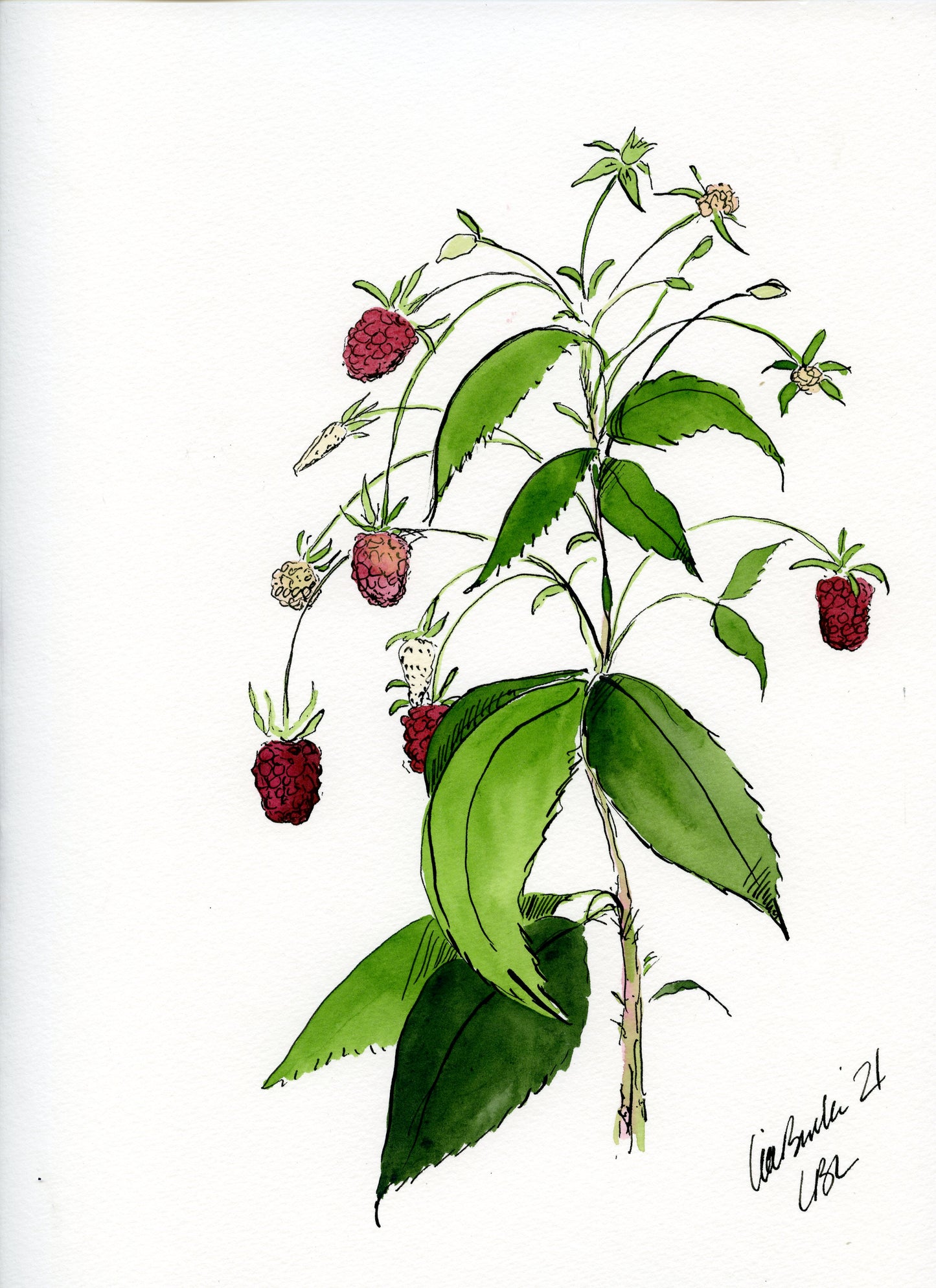 Raspberries (Set of 2)
